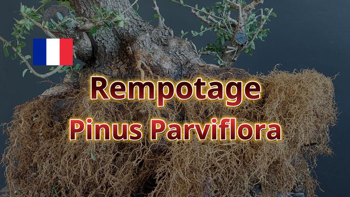 Book - Rempotage - Pinus Parviflora